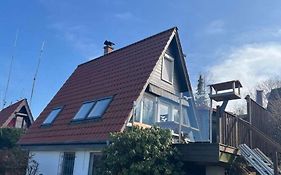 Wolfs-Blick